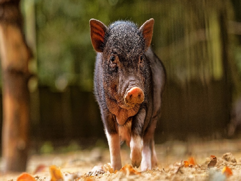 为要男孩做试管（泰国试管女人痛苦吗）